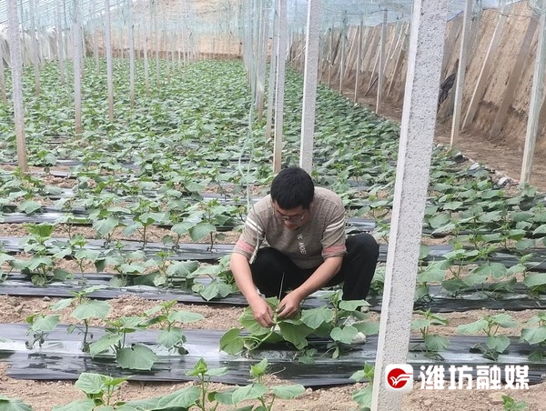 盐碱地里蔬果香