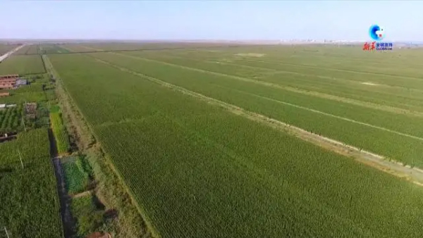 盐碱地长出“致富草”