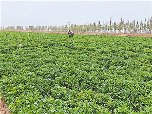 吴忠市盐碱地种出紫花苜蓿