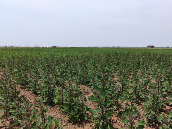 山东东营吹响盐碱地综合利用号角