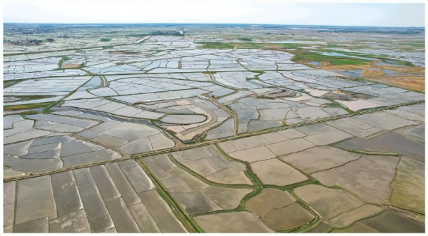 三代科研人员30余年接力，“以稻治碱”将吉林西部大片盐碱地改造成良田