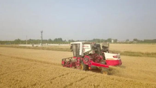 南皮：“好种子”助力盐碱地变身高产田