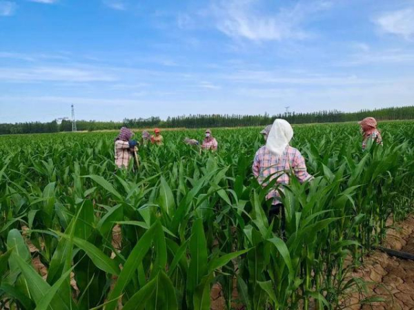 “盐碱白”变成了“生态绿”