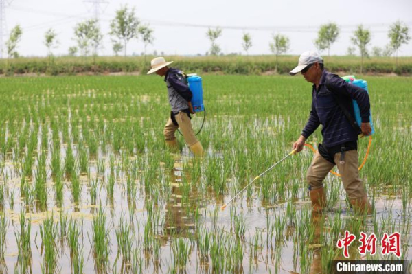 生态立体种养：河北沧县盐碱地上“美如画”