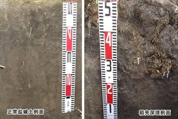 科技让盐碱地变为大粮仓