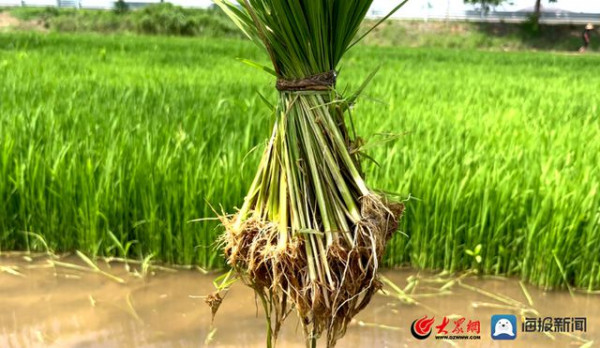盐碱地里现“良田”即墨区金口镇金口村侯家滩网格进入“海水稻”插秧期
