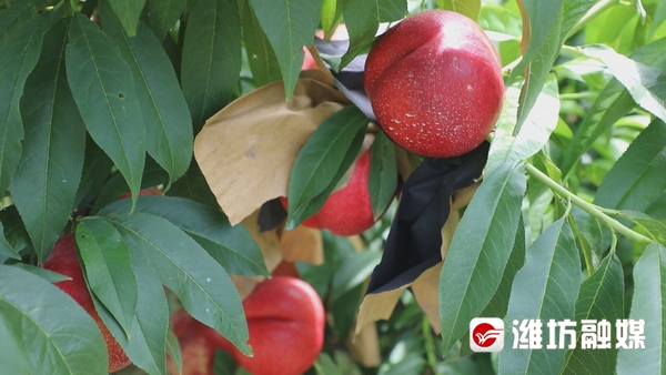 脆甜诱人！看，盐碱地上的桃子熟了