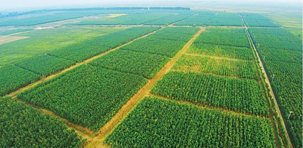 山东东营：改良盐碱地 还绿黄河岸