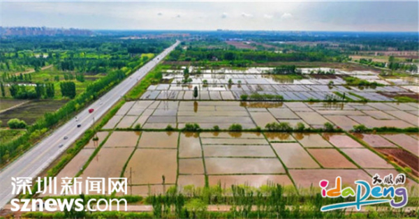 来自深圳大鹏的海水稻，将喀什盐碱地变为“鱼米之乡”