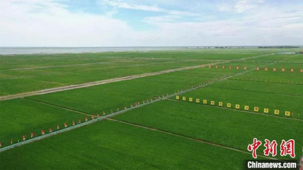 吉林大安：昔日盐碱地蜕变今朝丰收田