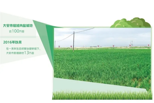 不毛之地成草茂粮丰——吉林省大安市推进盐碱地生态修复治理
