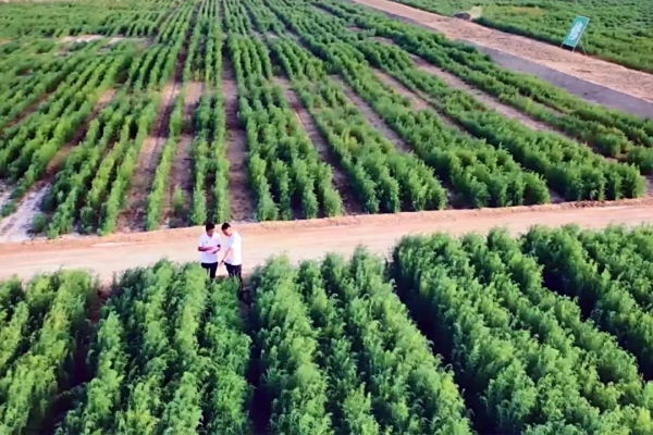 从“治理”到“适应”，重新认识盐碱地的价值