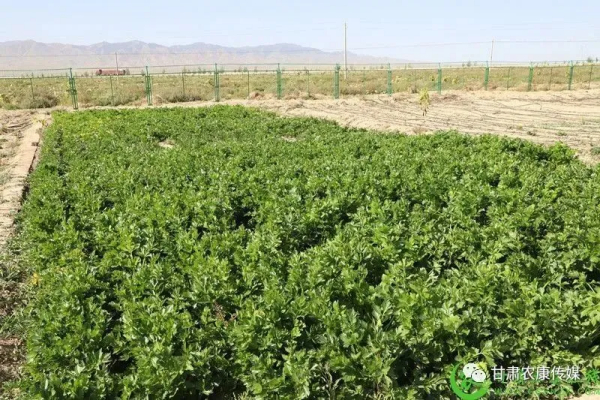 景泰县开展退化耕地治理改善盐碱地提升耕地质量