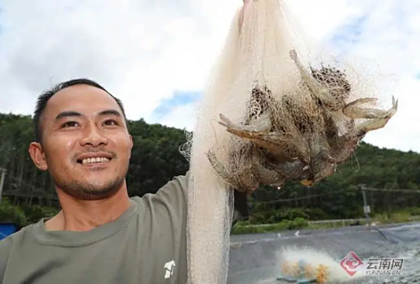 云南勐腊：盐碱地“种”出基围虾