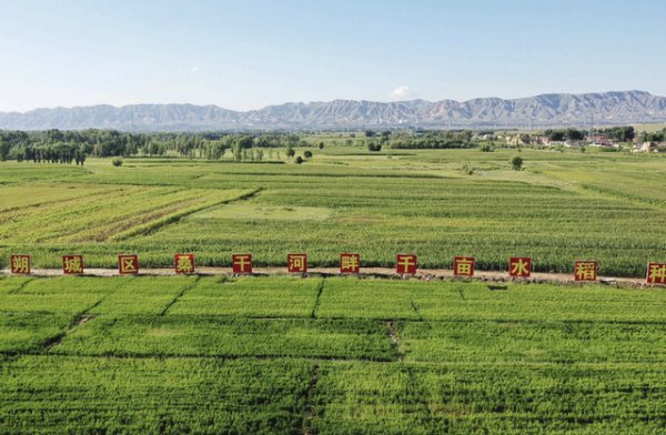 盐碱地变身“米粮仓”