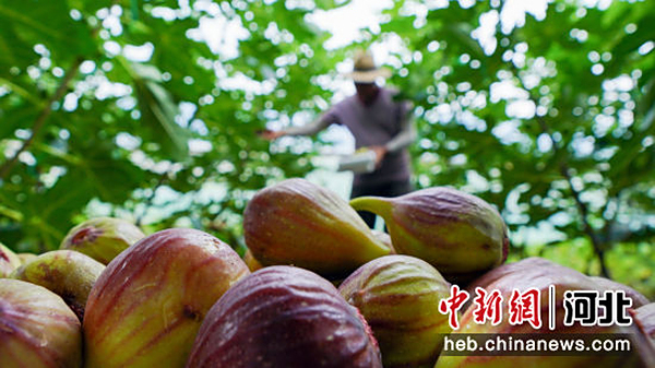 河北曹妃甸：蔬果飘香盐碱地