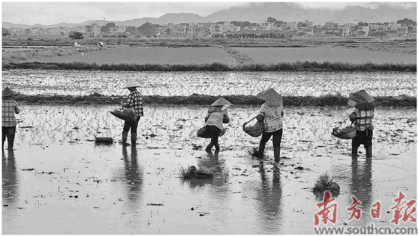 盐碱地种上致富粮