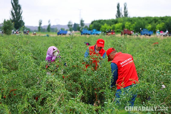 盐碱地变成丰收田
