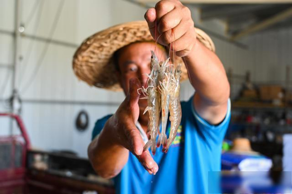 黄河盐碱地养出南美白对虾