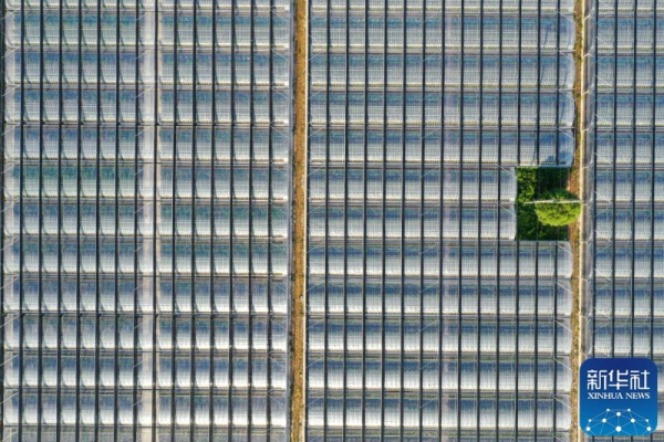 山东东营垦利：盐碱地上结硕果