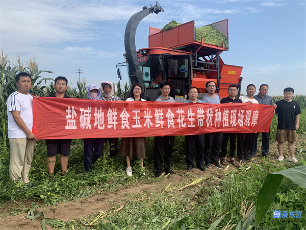 盐碱地鲜食玉米、鲜食花生亩产创高产典型