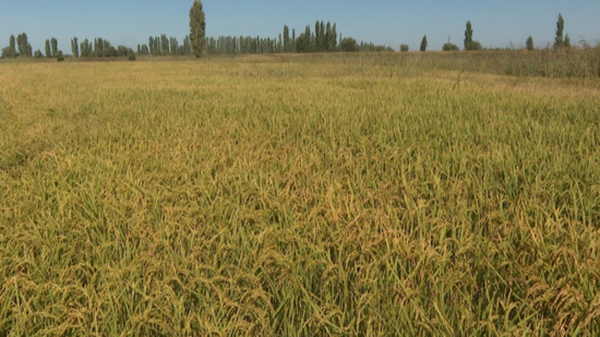 伊宁县：盐碱地首次种出香甜水稻