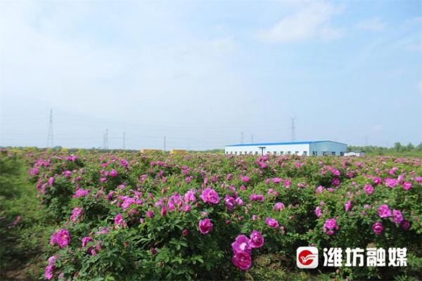 盐碱地，丰收了！