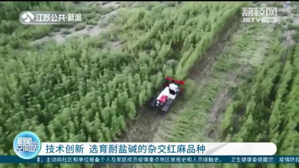 技术创新！江苏南通聚焦盐碱地治理 杂交红麻品种带来经济、生态双效益