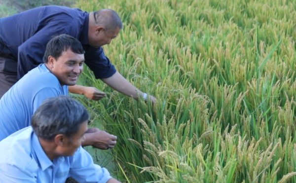 “海水稻+”产业生态圈 盐碱地变良田不是梦