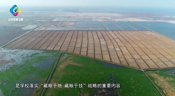 盐碱地种出新希望