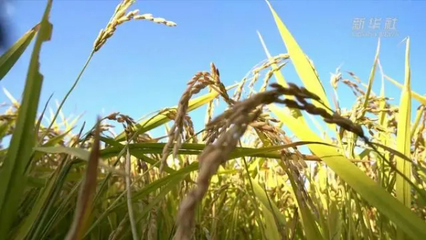 盐碱地上稻花飘香