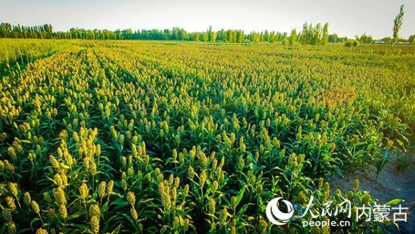内蒙古五原县：盐碱地上的绿色变革