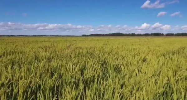 大安：土壤改良增肥力，盐碱地上迎丰收