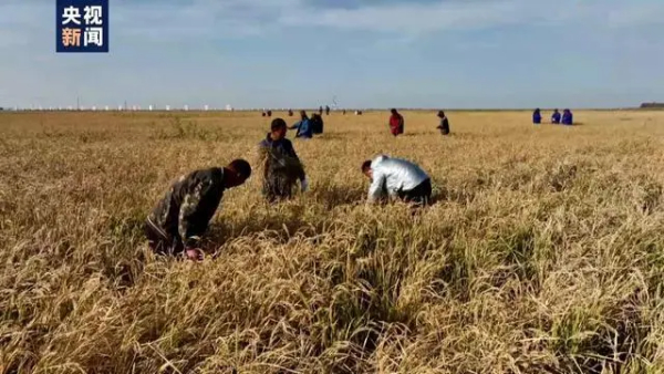 吉林大安嫩江湾畔稻花香改良盐碱造粮仓