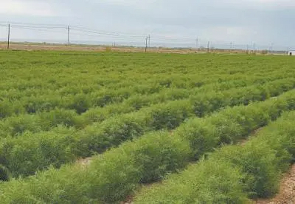 分类改造盐碱地，夯实粮食安全根基 