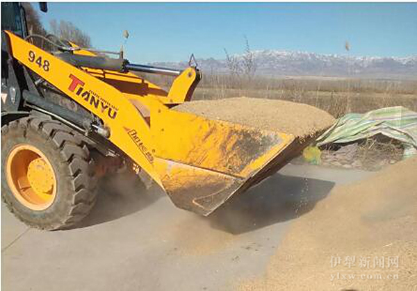 奋斗的足音｜伊宁县农民让盐碱地“蝶变”大粮仓