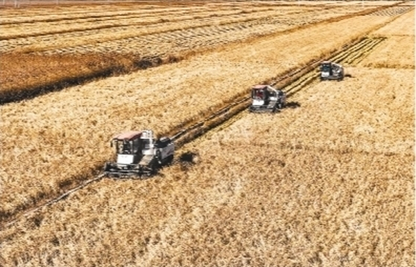 盐碱地变成丰收田