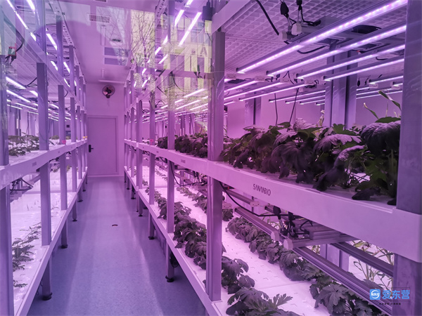 省黄三角农高区：盐碱地里“收获”忙