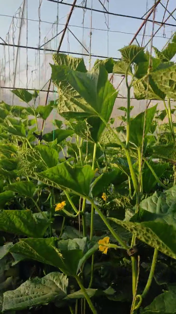 大棚盐渍地种植黄瓜用禾康土壤调理剂改良