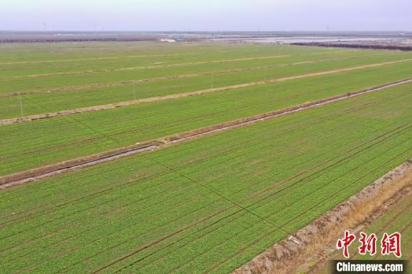江苏东台沿海早春好风景：盐碱地里油菜绿 早茬西瓜已开花
