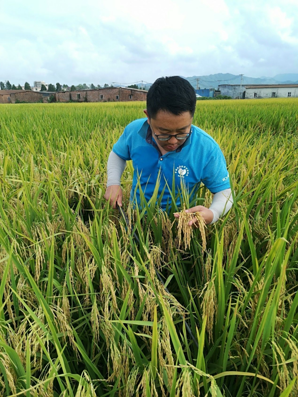 盐碱地里稻花香 “深爱”番茄上餐桌 深圳种业攻关助力国家从源头保障粮食安全