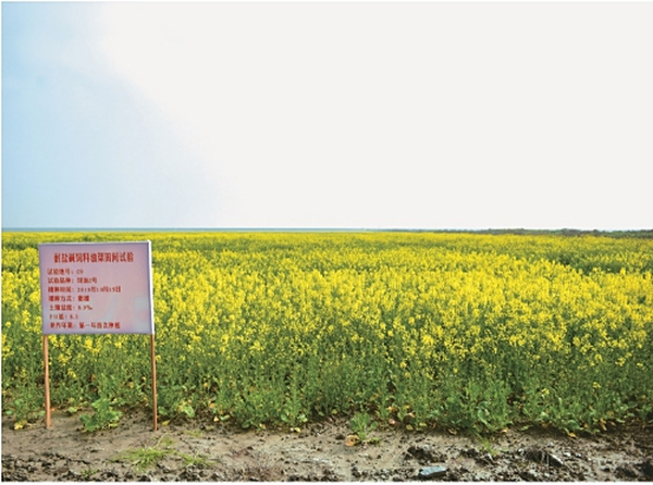 盐碱地开出金色油菜花