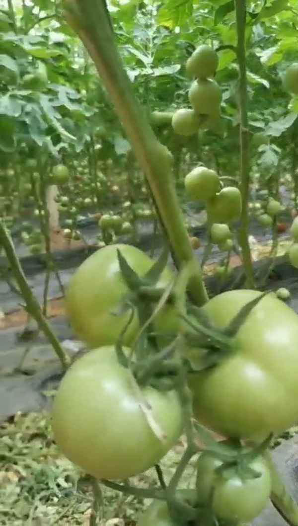 大棚盐渍地种植西红柿用禾康土壤调理剂改良