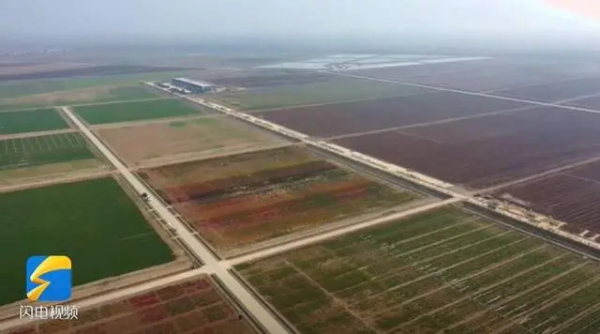 盐碱地上的丰收歌 唱出山东乡村振兴新面貌