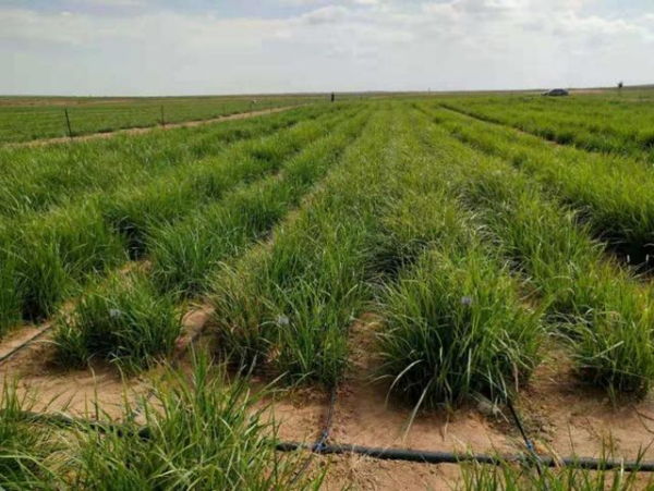 非洲“外来客”成了中国盐碱地里的生力军