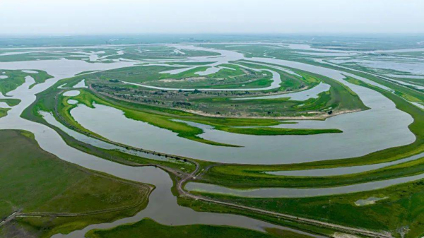 吉林白城：盐碱地上编起林草湿固沙“绿网”