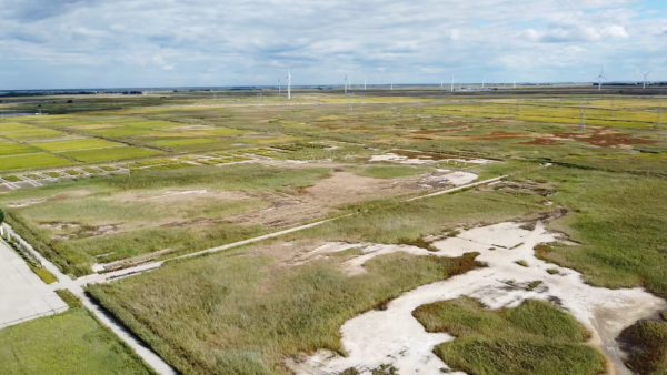 盐碱地有救了，中国科学家发现作物耐碱基因，可大幅增加作物产量