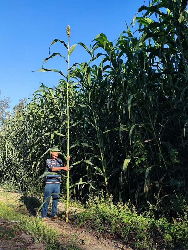 盐碱地“变身”高产地 科学家找到关键基因