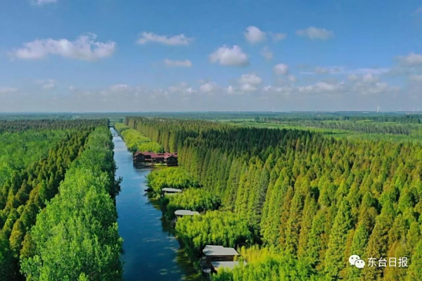 江苏东台：践行“两山”理念，变“盐碱荒滩”为“生态绿洲”