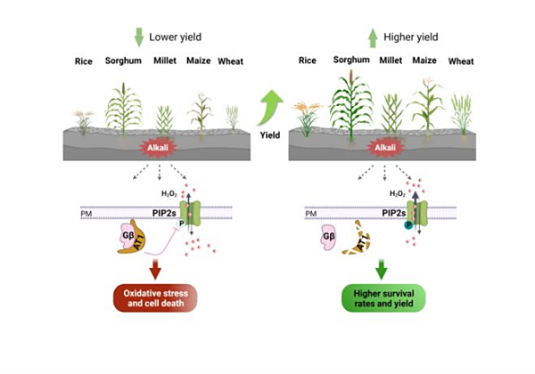 中国科学家找到耐碱基因！这一发现将成为5亿亩盐碱地的丰收密码